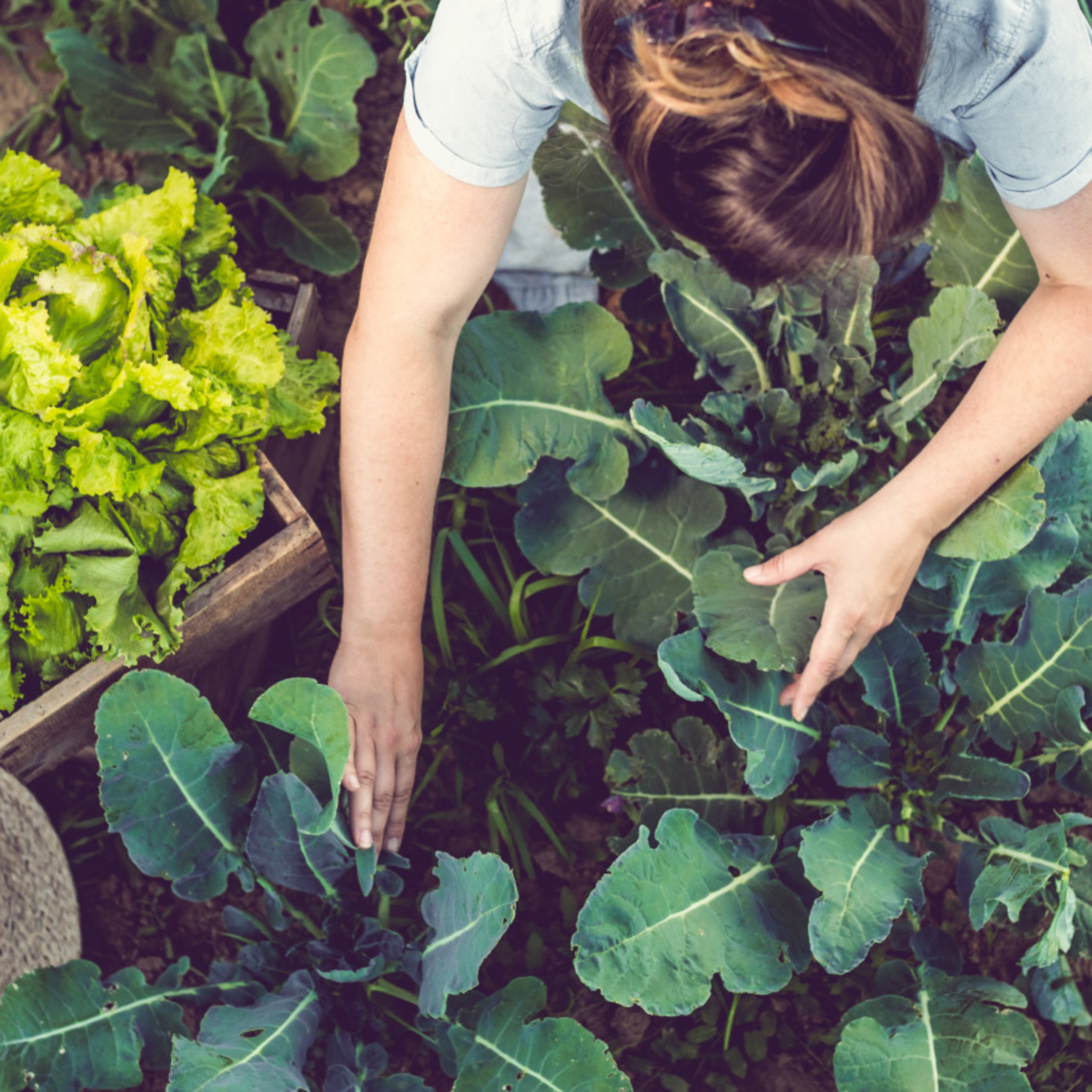 gardening